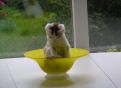 cat-dish