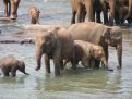 bathing elephants