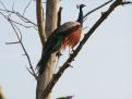 peacock in the wild