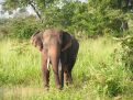 angry male elephant