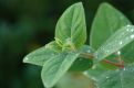 Drops on the leaves