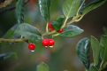 Berries on a plant