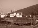 Sepia boat