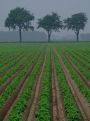 Rows towards the trees