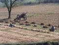 litte farm field