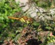 Libel, dragonfly