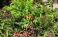 Libel op bloem, dragonfly on flower 2