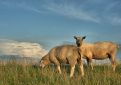 sheep on dike in Flevoland