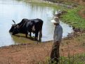 Farmer with 2 cow's