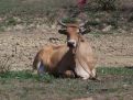 Relaxing cow