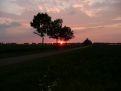 3 tree sunset