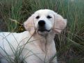 dog in grass