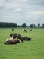 Picture cows