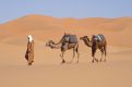 Berber with his camels