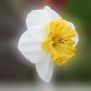 Scented Narcissi