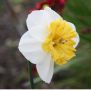 Scented Narcissus