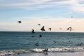 Wainui Gulls