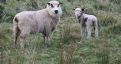 Ewe and Lamb