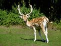 Fallow deer