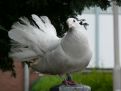 White pigeon