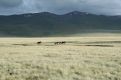 Plains animals and hills