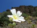 Big flower on the ridge