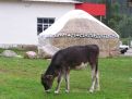 Grazing calf