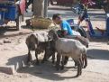 Little boy goats