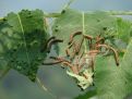 leaves and worms