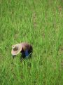 Working in the rice field