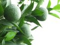 Citrus