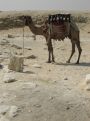 Camel in the desert