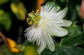 Passion Flower   Quasar