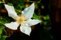 Clematis Armandii