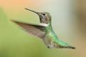 Anna Hummingbird