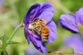 Bee on Blood Geranium