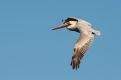 Pelican flight