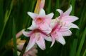 Pink white flowers