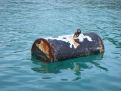 buoy in water