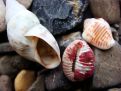 Shells and stones