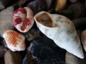 shells on the rocks