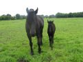 Horse and young