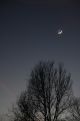 Trees under the moon