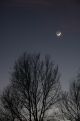 Moon over the trees