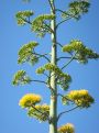 Sisal blooming