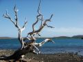 Old tree and the sea