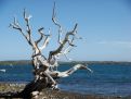 Old tree by the sea