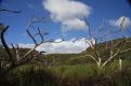 Dead trees... Green valley