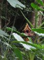 Structure in the bushes