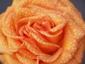 Orange rose